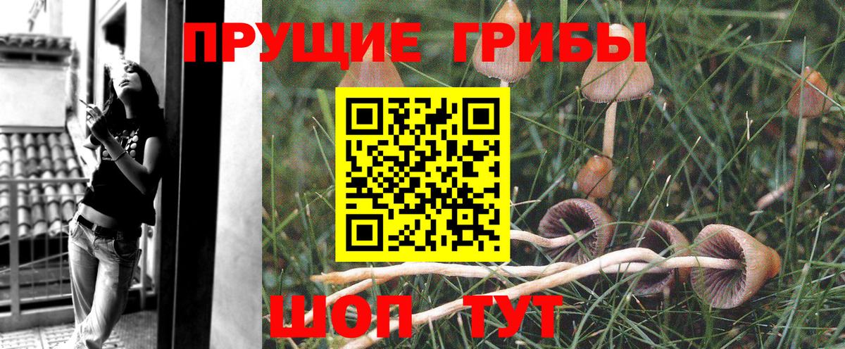 Галлюциногенные грибы Psilocybe Красноуфимск